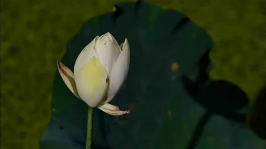 心經略講 寶蓮寺 第一講 1-4